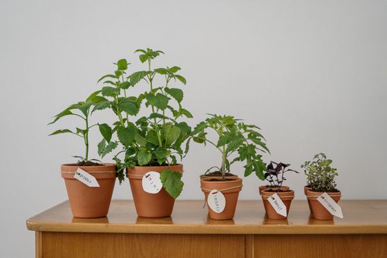 Labeled potted plants