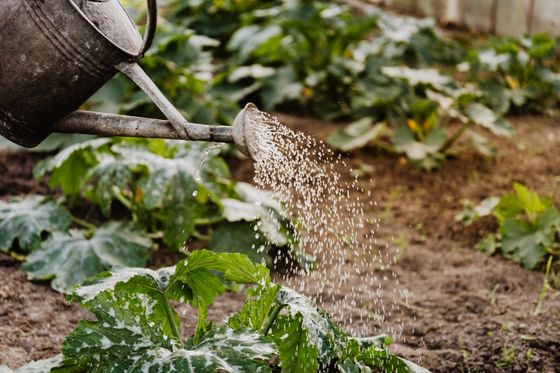 Watering a garden bed