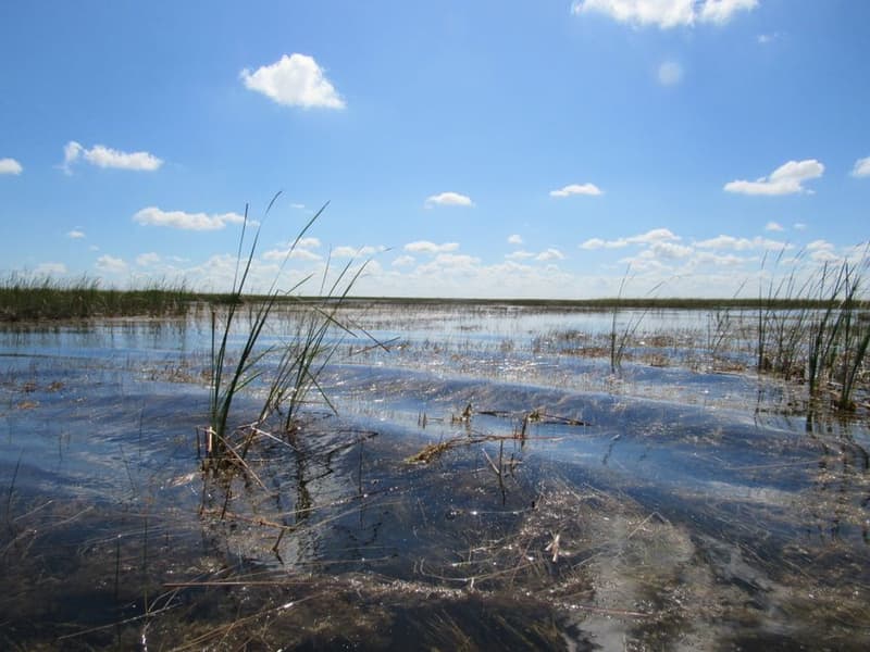 Everglades-style wetlands and sawgrass under a blue sky
